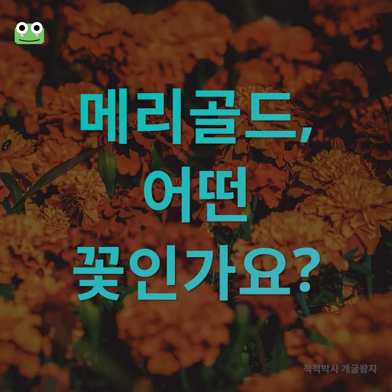 메리골드 키우기