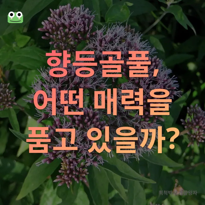 향등골풀 조경