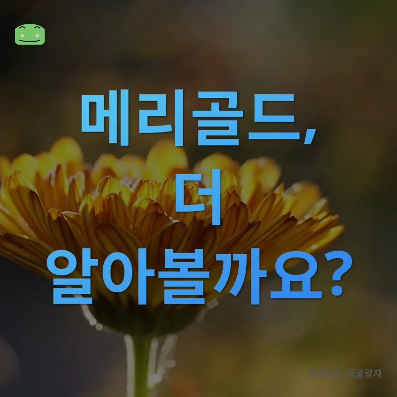 메리골드 키우기