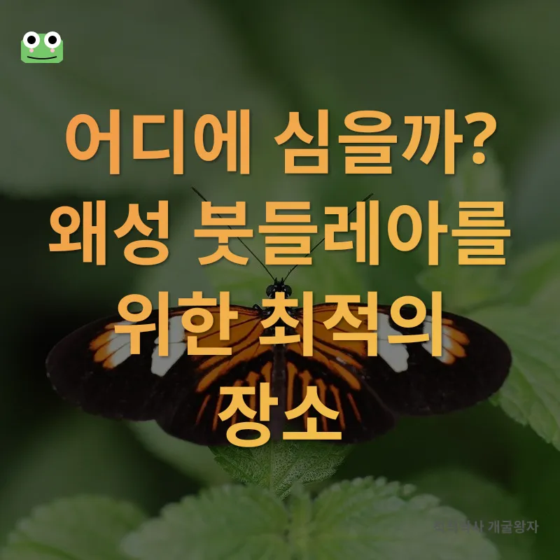 왜성 붓들레아